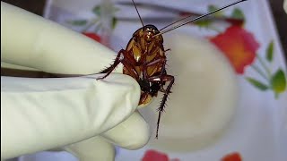 Dissection of Cockroach  Periplaneta americana  Zoology Practical [upl. by Cedar]