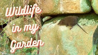 Wildlife Footage in my Backyard Garden  January and February 2024 [upl. by Arayt168]