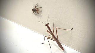 Praying Mantis VS Jumping Spider [upl. by Assi]