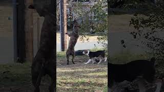 babavoss pitbull pitbulldog ilovemydog A rescue from untrainable to the GOAT [upl. by Youlton]