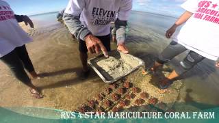 RVS 4 STAR MARICULTURE CORAL FARM AT LUBANG ISLAND OCCIDENTAL MINDORO 12192014 [upl. by Friday]