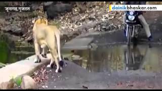 Lion Crosses Path of Forest Workers in Gir Forest India [upl. by Dino874]