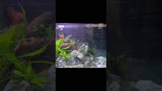 Makarska beach AquascapingFull video coming soon aquarium guppyfishtank fish guppyfishtanksetup [upl. by Mariam]