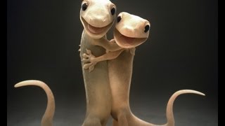 A Gecko Love Story [upl. by Cyndie]