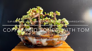 Variegated Dwarf Jade Mini Bonsai Forest Portulacaria Afra [upl. by Taryn]