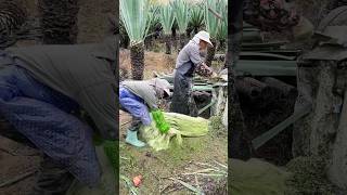 ZR Agro Shorts 133 satisfying farming agriculturalfarm [upl. by Mun]