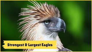 The Strongest and Largest Eagles In The World  Top 9 [upl. by Newra]