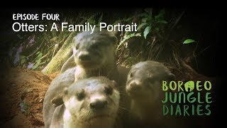 Borneo Jungle Diaries Episode Four  Otters A Family Portrait UHD4K SZtv [upl. by Cadal481]