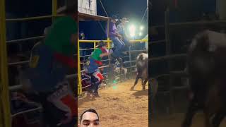 Playing with wild bulls🥺🥺🥺🥺 bull pacbull rodeo cowboys [upl. by Ymmor]