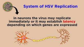 Herpes Simplex Virus HSV1 and HSV2 [upl. by Hyacinthie]