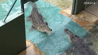 Robert Irwin Stops Two Angry Crocodiles From Fighting  Australia Zoo [upl. by Sorenson]