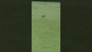 Fallow buck shot deer fallowdeer deerstalking fallowdeerhunting deerhunting deerhunter [upl. by Ogait]