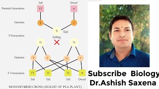 What is the genotype and phenotype ratio of a monohybrid cross [upl. by Ahsirtal]