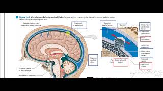 Dural venous sinuses 4 [upl. by Ezar486]