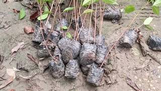 Mahagoni plants West Bengal ALL India Supply  Wholesale amp Retailers Con 7076085395 [upl. by Dorsman]