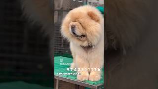 Excellent Quality Chow Chow Dogs amp Puppies Of India chowchow puppy dog viral trending shorts [upl. by Aneg]