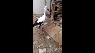 Injured Stork Yaralı Leylek [upl. by Taylor488]