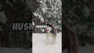 Why Huskies Are the Coolest Dogs [upl. by Niowtna]