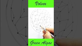 How to Draw Volvox Diagram Step by Step  Green Algae Diagram Drawing [upl. by Nostrebor]