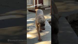 Formentino Cane Corso puppy at 6 months canecorsopuppyforsaleintexas canecorso corsopups [upl. by Oni344]