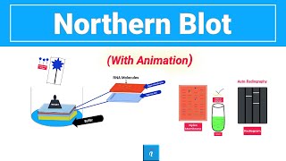 Northern Blot  Northern Blotting Technique with animation [upl. by Lahpos]