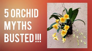 5 Orchid Myths Busted  Misconceptions That You Should Know   Whimsy Crafter [upl. by Henryetta488]