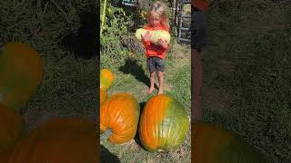 Next Generation of Farmers kids raisethemright teachthemyoung farmer farmers pumpkins fyp [upl. by Malina]