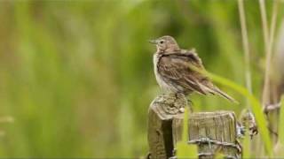 Graspieper  Anthus pratensis  Meadow Pipit [upl. by Wershba]