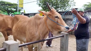 10 juta nego Babon Pegon amp Babon Anak Jantan Murah Pasar Kerek [upl. by Aiel]