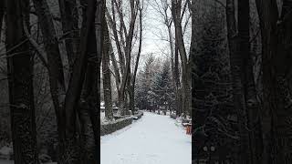 Targoviste 🇷🇴 shorts  Magical Winter at Chindia Park [upl. by Alard]