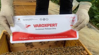 VAROXPERT SlowRelease Amitraz Varroa Strips for Bees beekeeping varroa beekeepingequipment [upl. by Ursi]