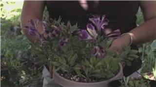 Flower Gardening  How to Care for an Alstroemeria [upl. by Candi]