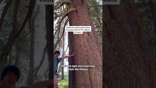 Protecting The Tallest Trees In The World  Old Growth Lodgepole Pine Tree Forest [upl. by Yelsha977]