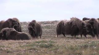 Musk Ox On the Move [upl. by Munro]