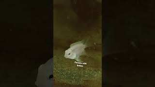 reels fish parrotfish trending pets aquaries breeding [upl. by Atika109]