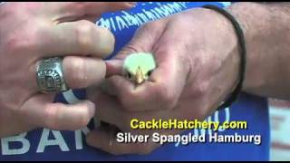 Silver Spangled Hamburg Chicken  Baby Chicks  Cackle Hatchery [upl. by Rockwood]