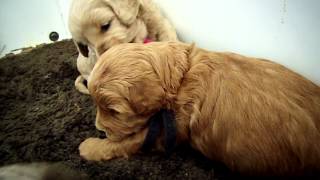 Cute Goldendoodle puppies playing at 4 weeks old [upl. by Litch]