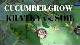 Kratky Hydroponic Cucumber grow Versus Soil Grown [upl. by Mchenry]