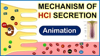 Complete Animation on Mechanism of HCl Secretion  Physiology [upl. by Htebasyle]