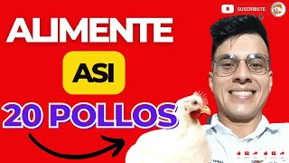 😁COMO ALIMENTAR 20 POLLOS DE ENGORDE EN CASA✨COMO HACER GANAR PESO A LOS POLLOS DE ENGORDE👌 [upl. by Ramoh208]