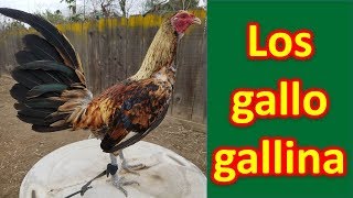 LOS GALLO GALLINA [upl. by Nassah923]