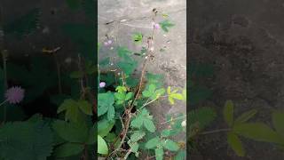 Mimosa pudica touchmenotblooms in my garden shorts youtubeshorts terracegarden garden love [upl. by Ahsuas]