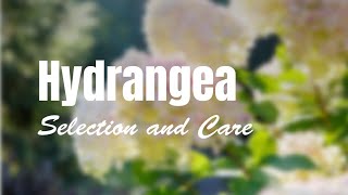 Hydrangea Selection and Care [upl. by Eerak215]