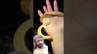 Sanp nay kat liye snake reptiles animals wildlife nature funny [upl. by Swen]