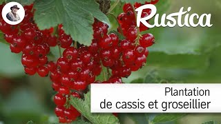 Comment planter des cassissiers et des groseilliers à grappes [upl. by Elleinahc]