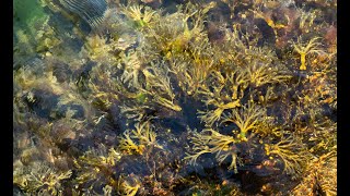 Herb of the Week Bladderwrack [upl. by Finn824]