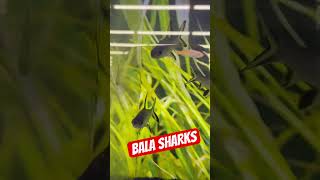 Bala Sharks swimming around [upl. by Trinette]