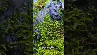 Hypnum Moss  LiVi Aqua Plants  Panadura 🇱🇰 [upl. by Hanikahs520]