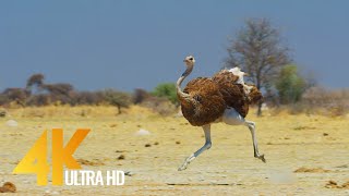 4K Ostrich the Flightless Bird  African Wildlife Documentary Film with Narration [upl. by Quinton638]