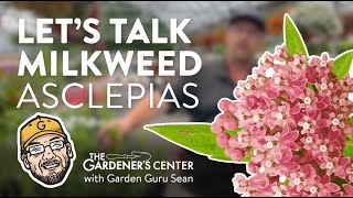 Lets Talk Milkweed Asclepias 🦋 Garden Guru Sean at The Gardeners Center [upl. by Kere]